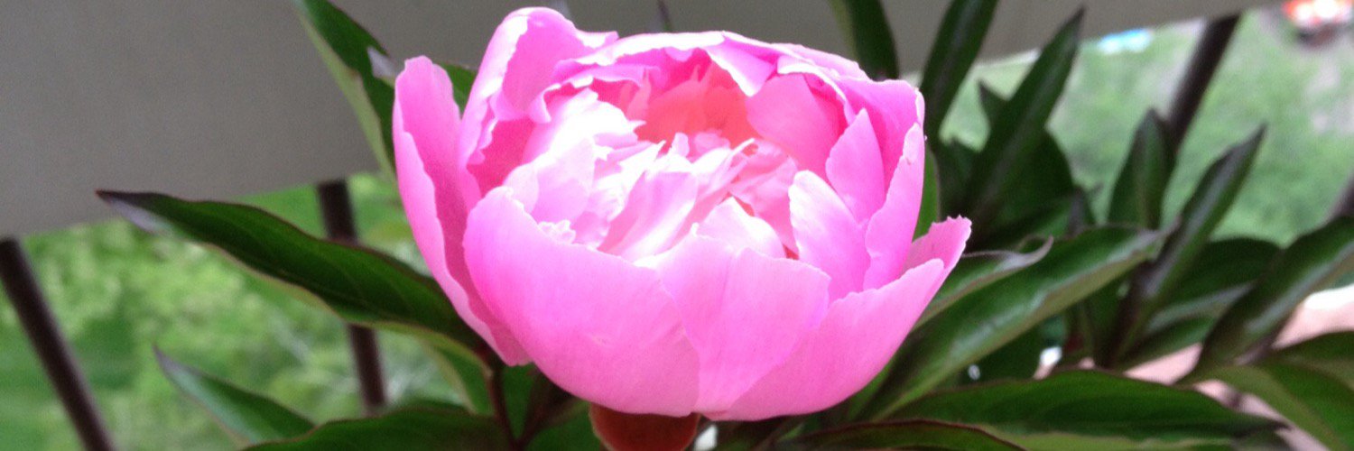 ChevrierIsabell's profile banner image