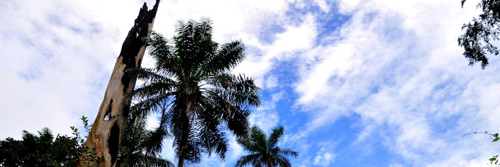 Franziska Badenschier banner