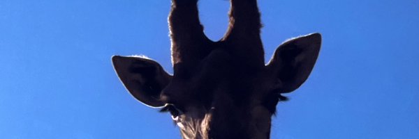 PinaGaby Profile Banner