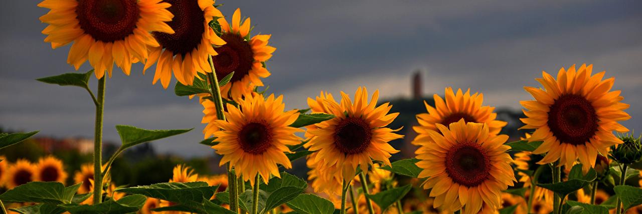 andheloise's profile banner image