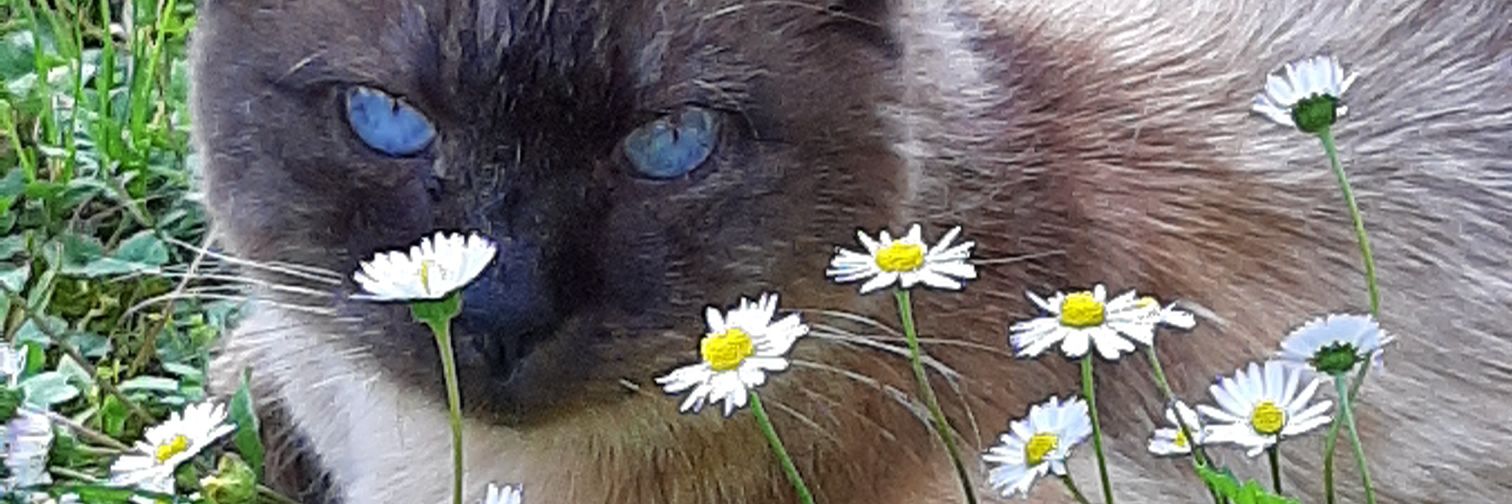 Marco Bomprezzi banner