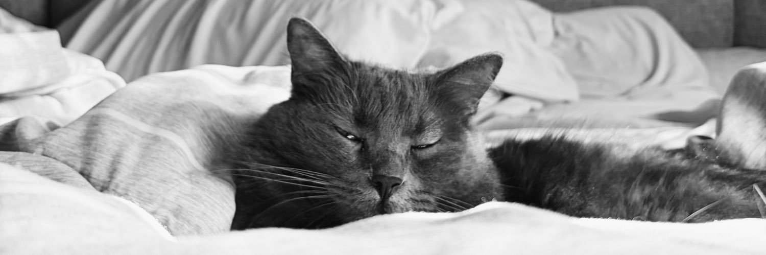 CaataPautasso's profile banner image