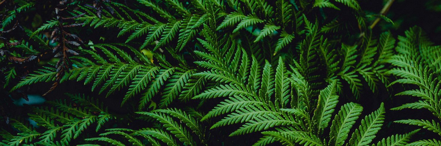 pecket🍊 banner