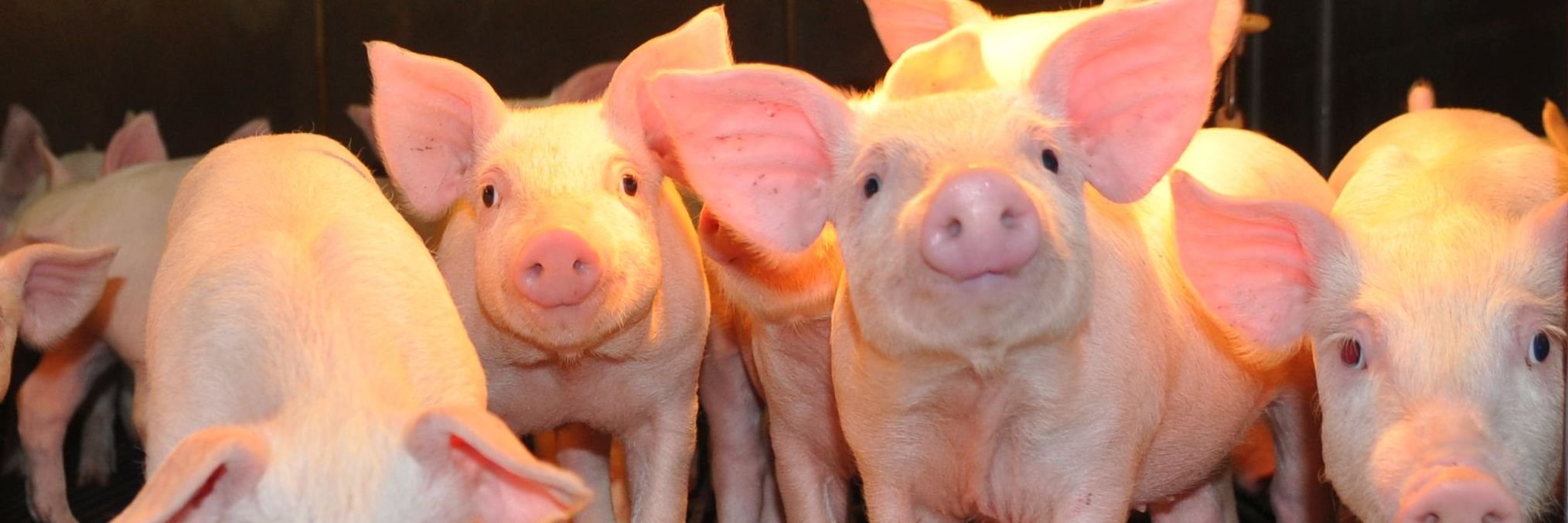 Porcmag banner