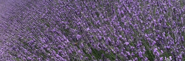 PePerrinette's profile banner image