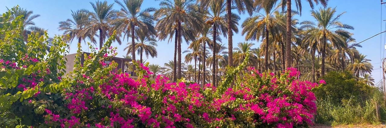 Raad_Allawi's profile banner image