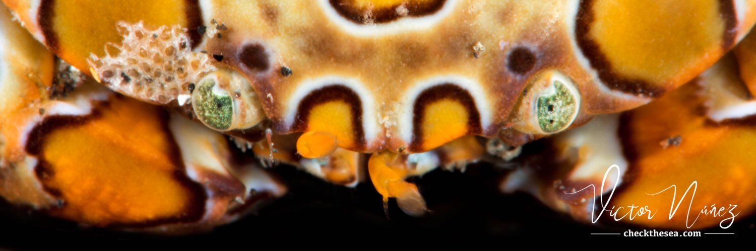 Check the Sea banner