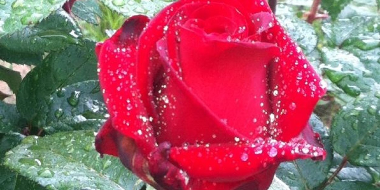JanethGamba's profile banner image