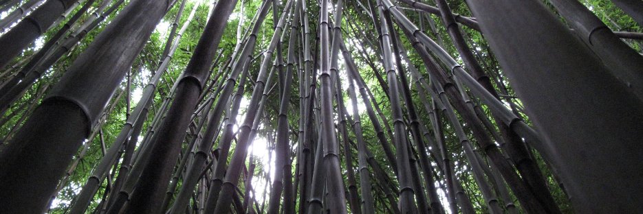 All in for Development banner