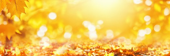 عبدالرحمن المهيميل banner