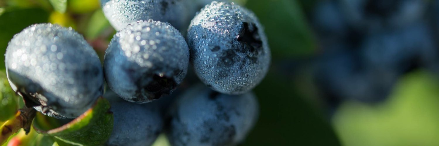 First Pick Farms banner