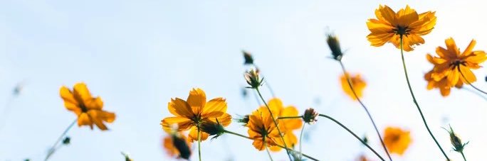meg_leeann's profile banner image