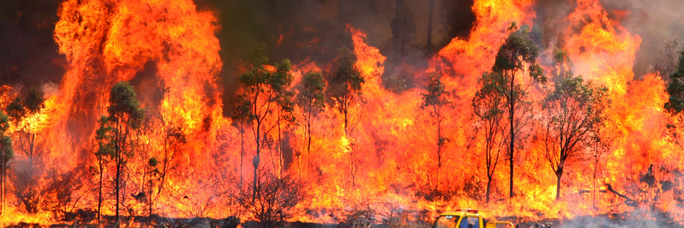 bushfire's profile banner image