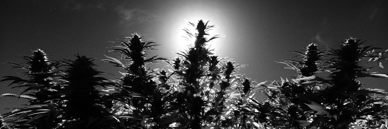 5stargenetics's profile banner image