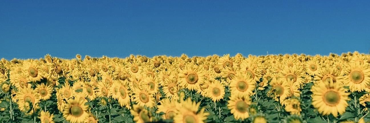 Maliwanz's profile banner image