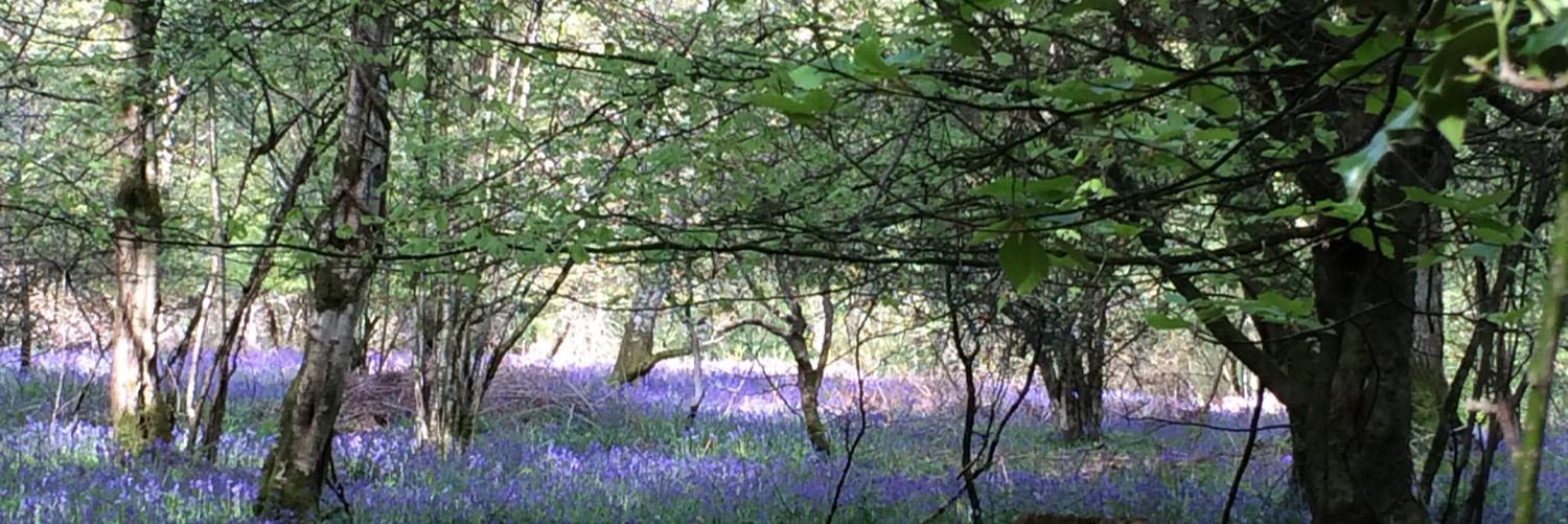 Dave Griffiths banner