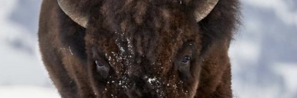 BouchnerRobert's profile banner image