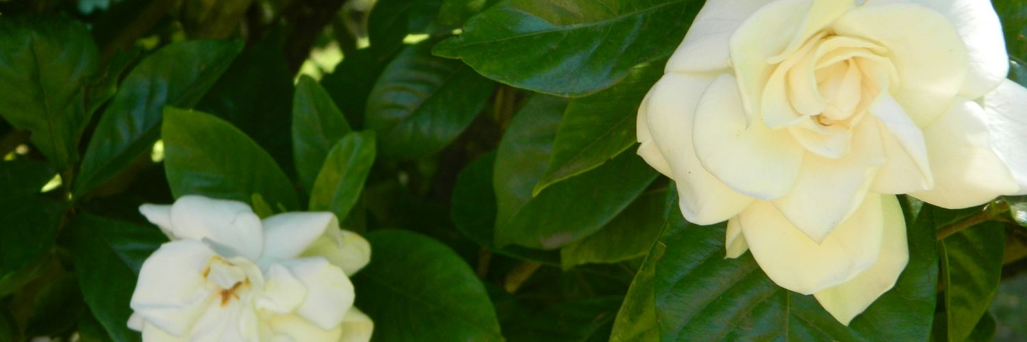 Maguscha_'s profile banner image