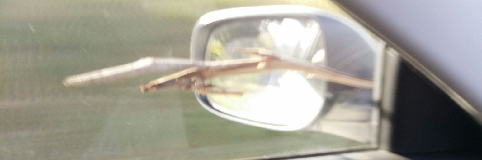 FerntreeGuy's profile banner image