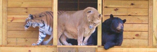 Noah's Ark Animal Rehabilitation Center and Sanctuary, Inc