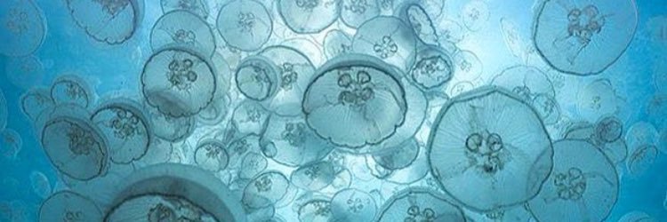 Dorizeli's profile banner image