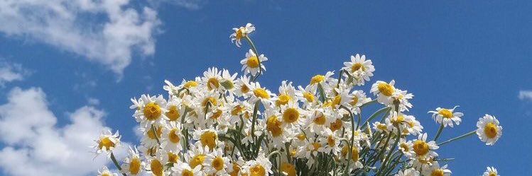 Grkmaytoll's profile banner image