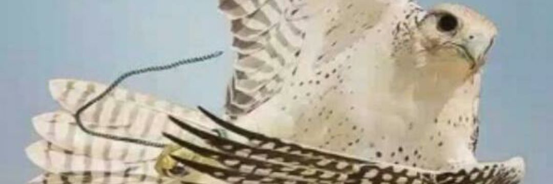 AlssariKhalaf's profile banner image