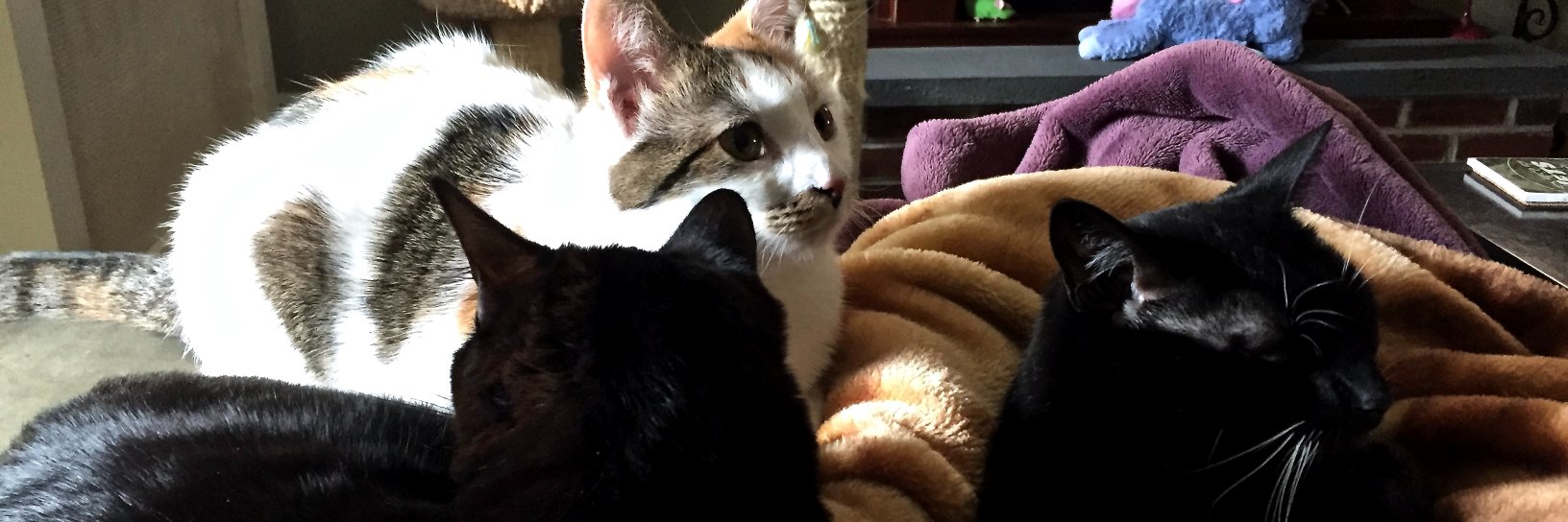 four_kittens's profile banner image