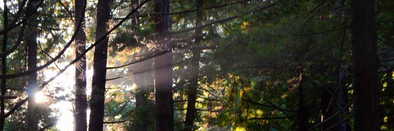 R í n W í n banner