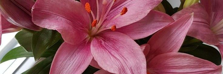 ValenCollante's profile banner image