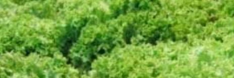 pasquale scarola banner