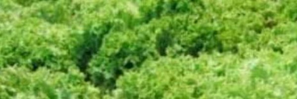 scarpa1973 Profile Banner