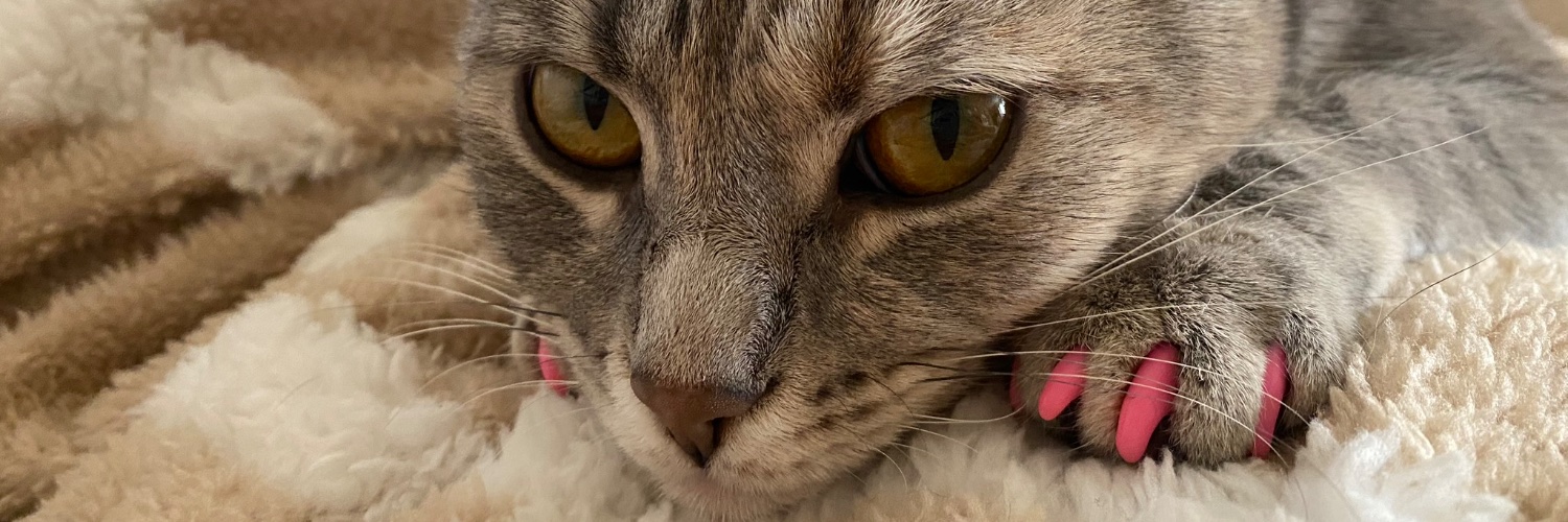 tormeycm's profile banner image