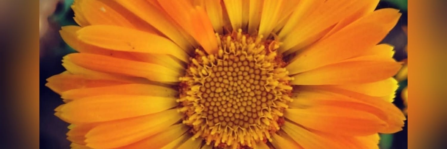 Belupim's profile banner image