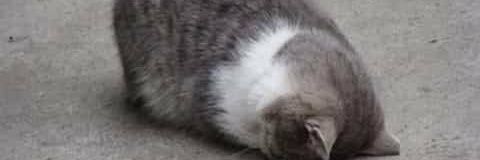 proud and loud banner