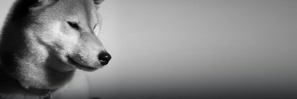 remark Profile Banner