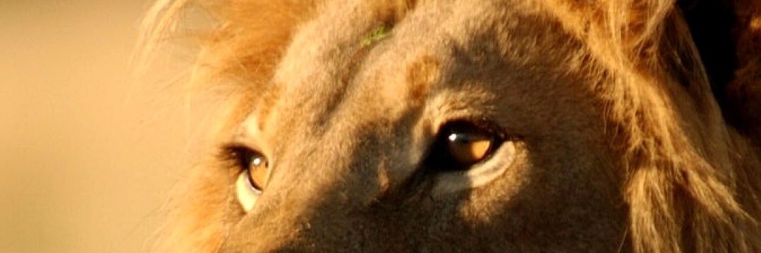 jcake's profile banner image