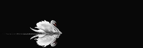 Amber 👑 banner