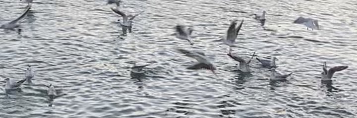 Alanoud Alshami banner