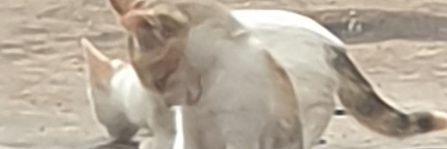 Yabebs's profile banner image