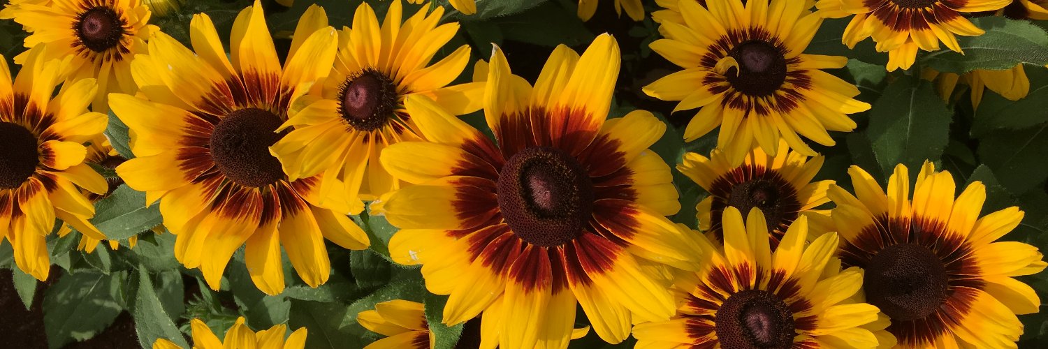 Shaz_OhMan's profile banner image