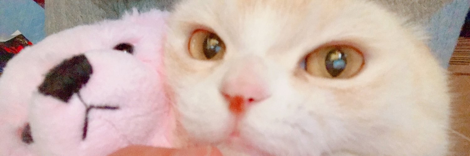 ちにゃこ banner