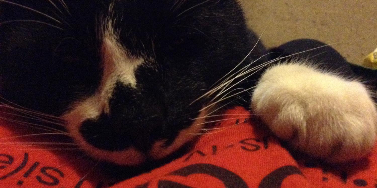 elvis_kat's profile banner image