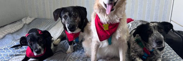 Rocambolees Profile Banner