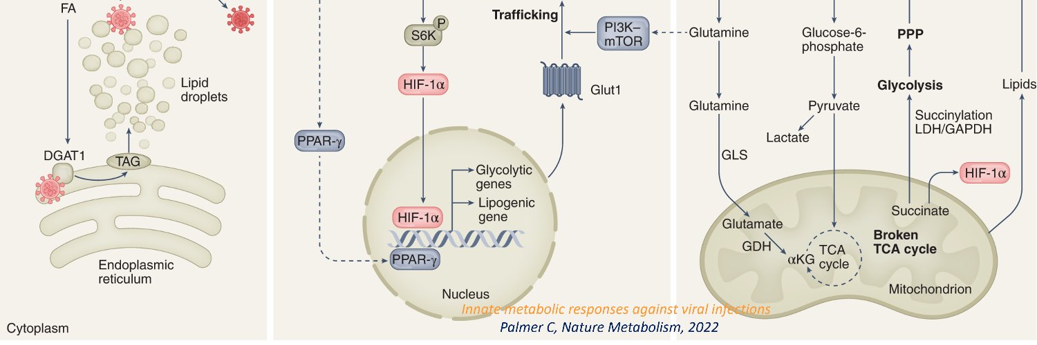 Immunometabolism Network's banner