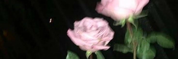 ppleheart's profile banner image