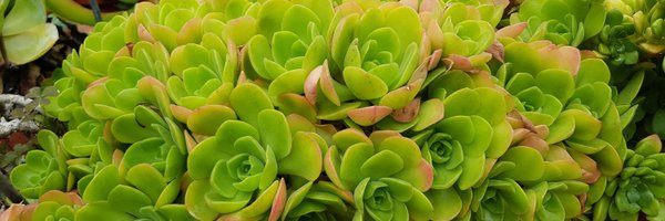 karrelo Profile Banner