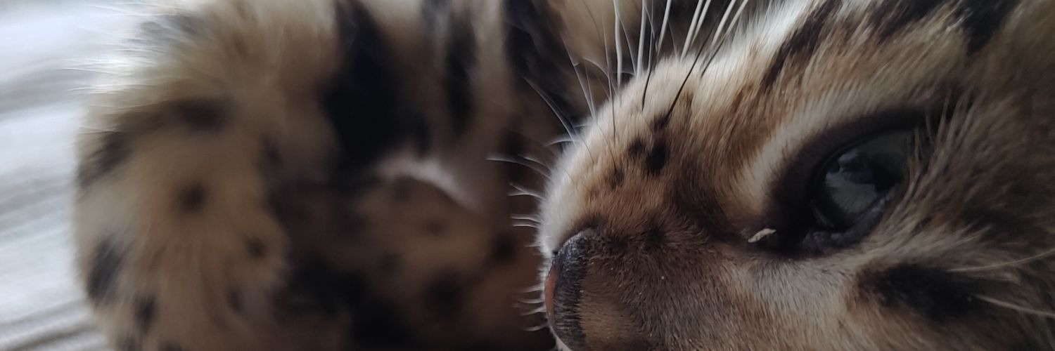 Rowyml's profile banner image