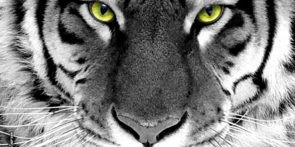 _qmleen's profile banner image