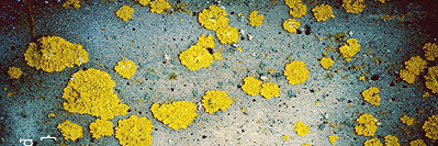 seaweasel's profile banner image